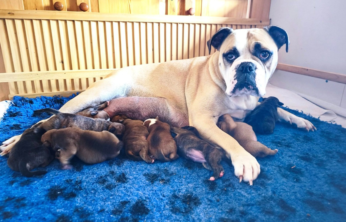 Chiot Bulldog continental Du Val Dore D'Ourea