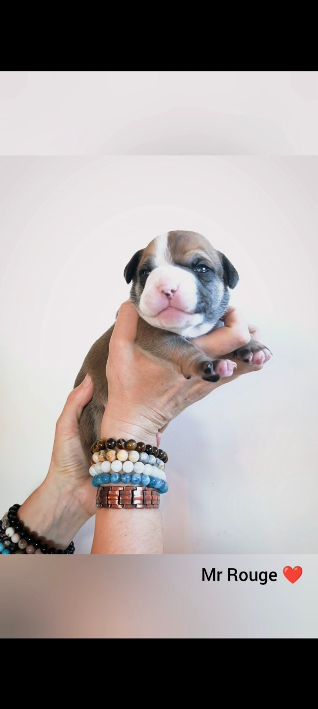 Du Val Dore D'Ourea - Chiots disponibles - Bulldog continental