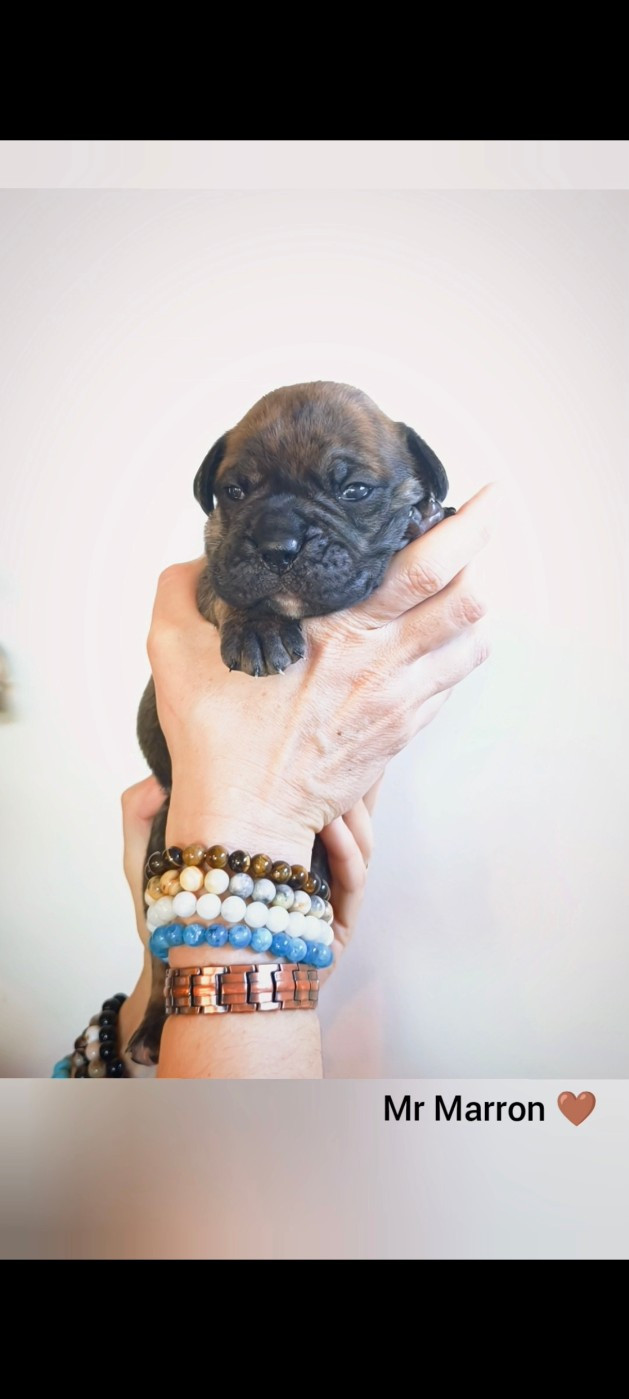 Du Val Dore D'Ourea - Chiots disponibles - Bulldog continental