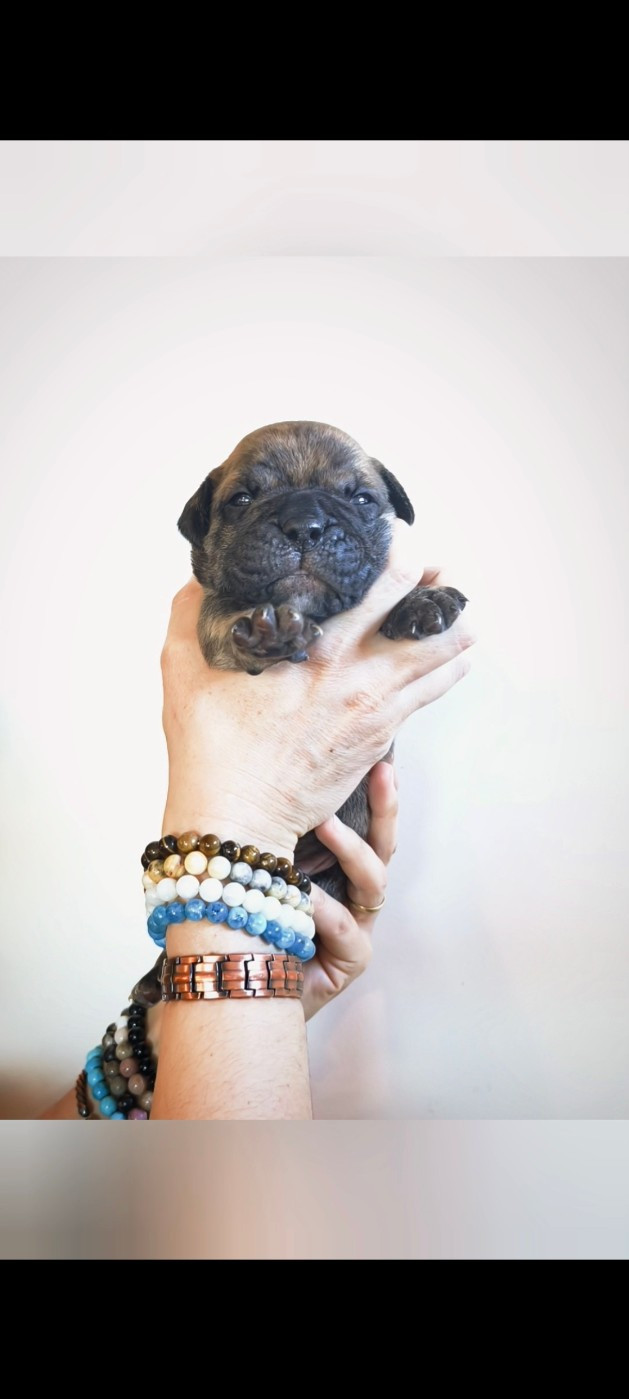 Du Val Dore D'Ourea - Chiots disponibles - Bulldog continental