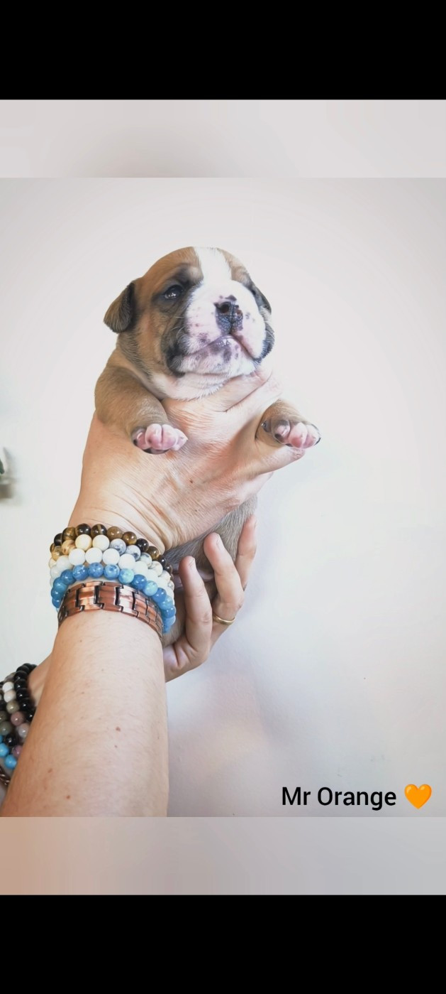Du Val Dore D'Ourea - Chiots disponibles - Bulldog continental