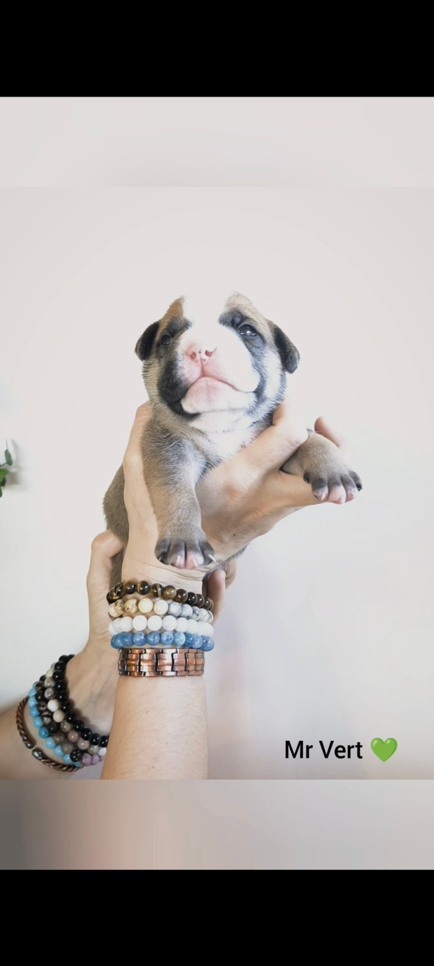 Du Val Dore D'Ourea - Chiots disponibles - Bulldog continental