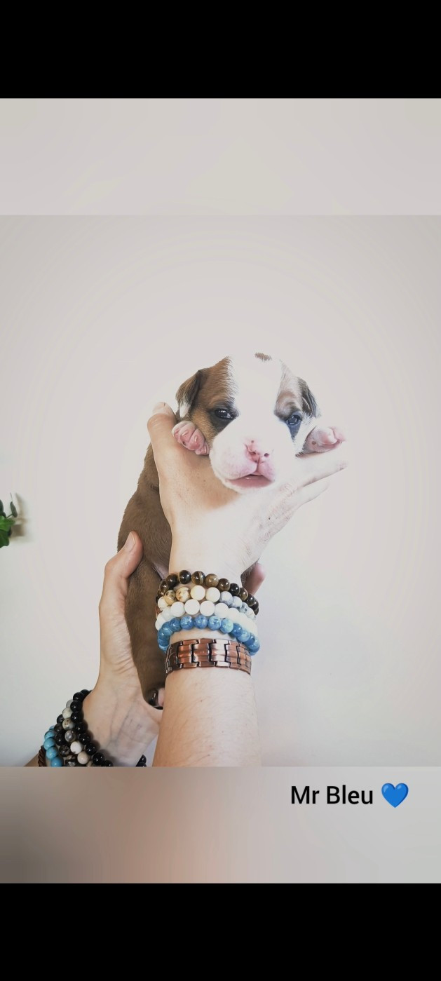 Du Val Dore D'Ourea - Chiots disponibles - Bulldog continental