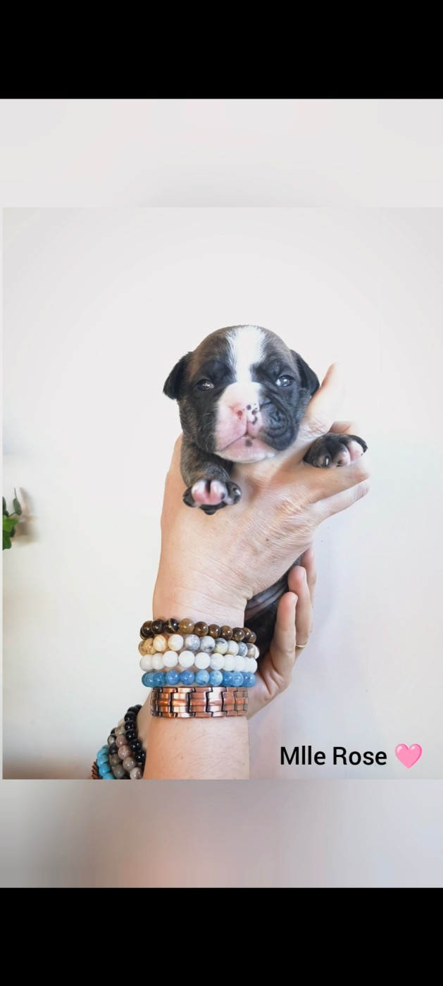 Du Val Dore D'Ourea - Chiots disponibles - Bulldog continental