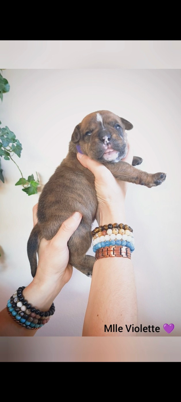 Du Val Dore D'Ourea - Chiots disponibles - Bulldog continental