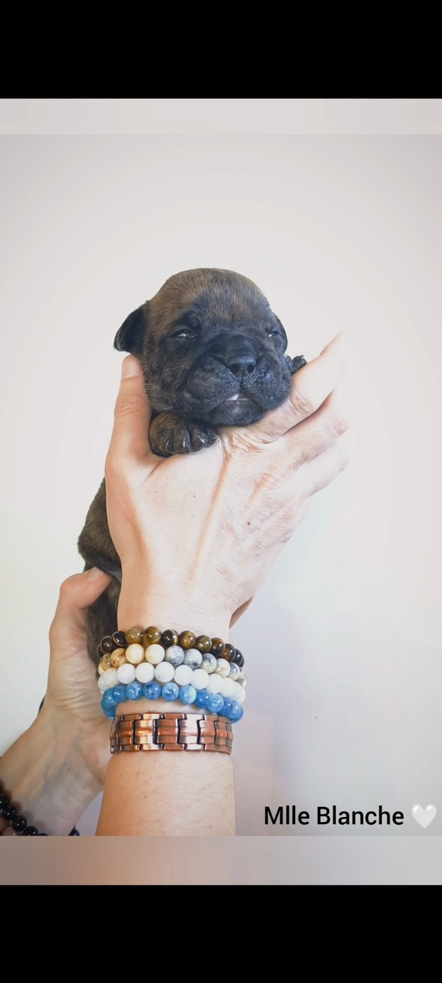 Du Val Dore D'Ourea - Chiots disponibles - Bulldog continental