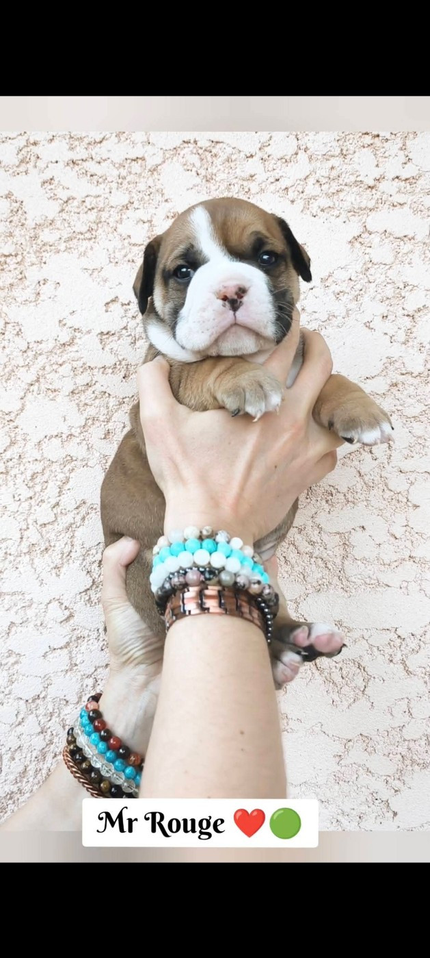 Du Val Dore D'Ourea - Chiots disponibles - Bulldog continental