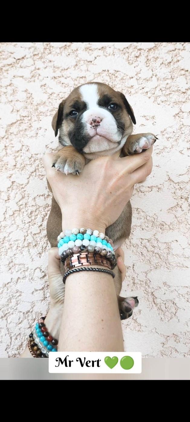 Du Val Dore D'Ourea - Chiots disponibles - Bulldog continental