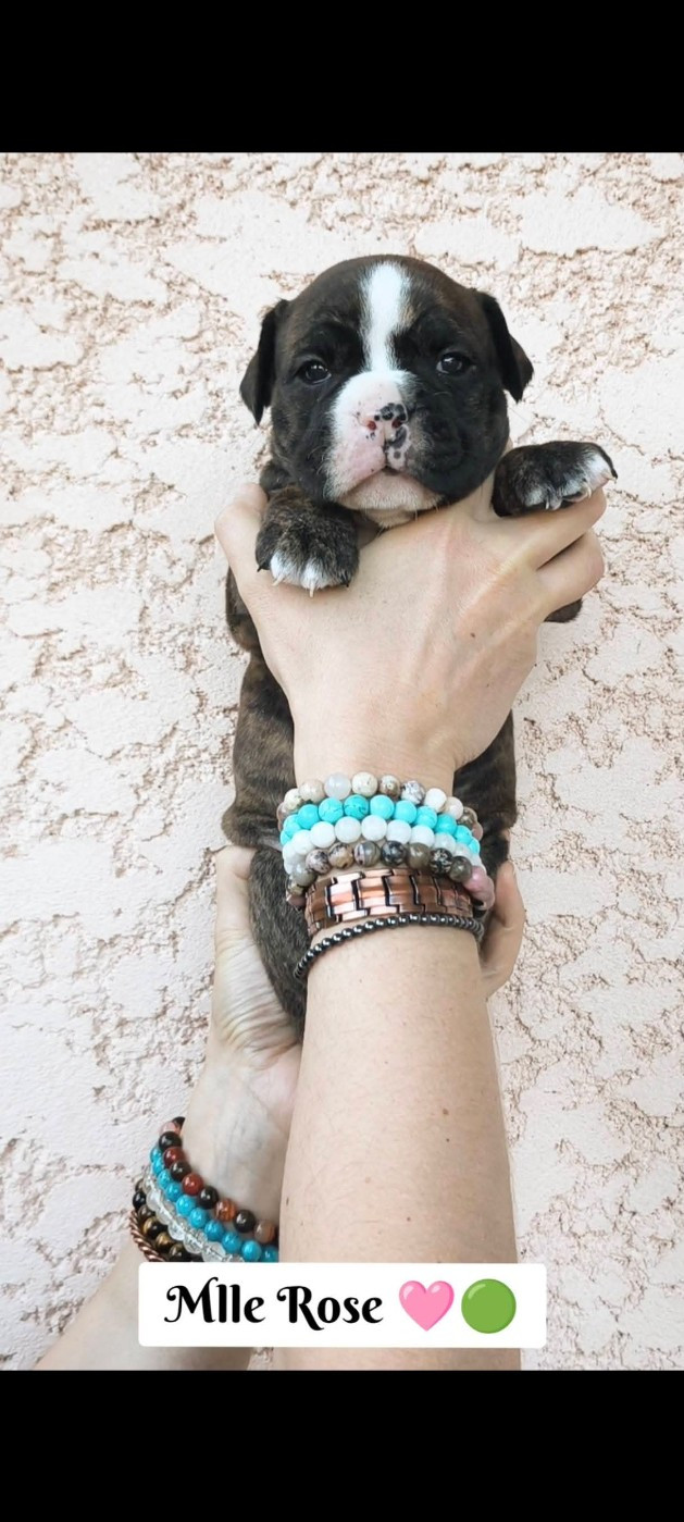 Du Val Dore D'Ourea - Chiots disponibles - Bulldog continental