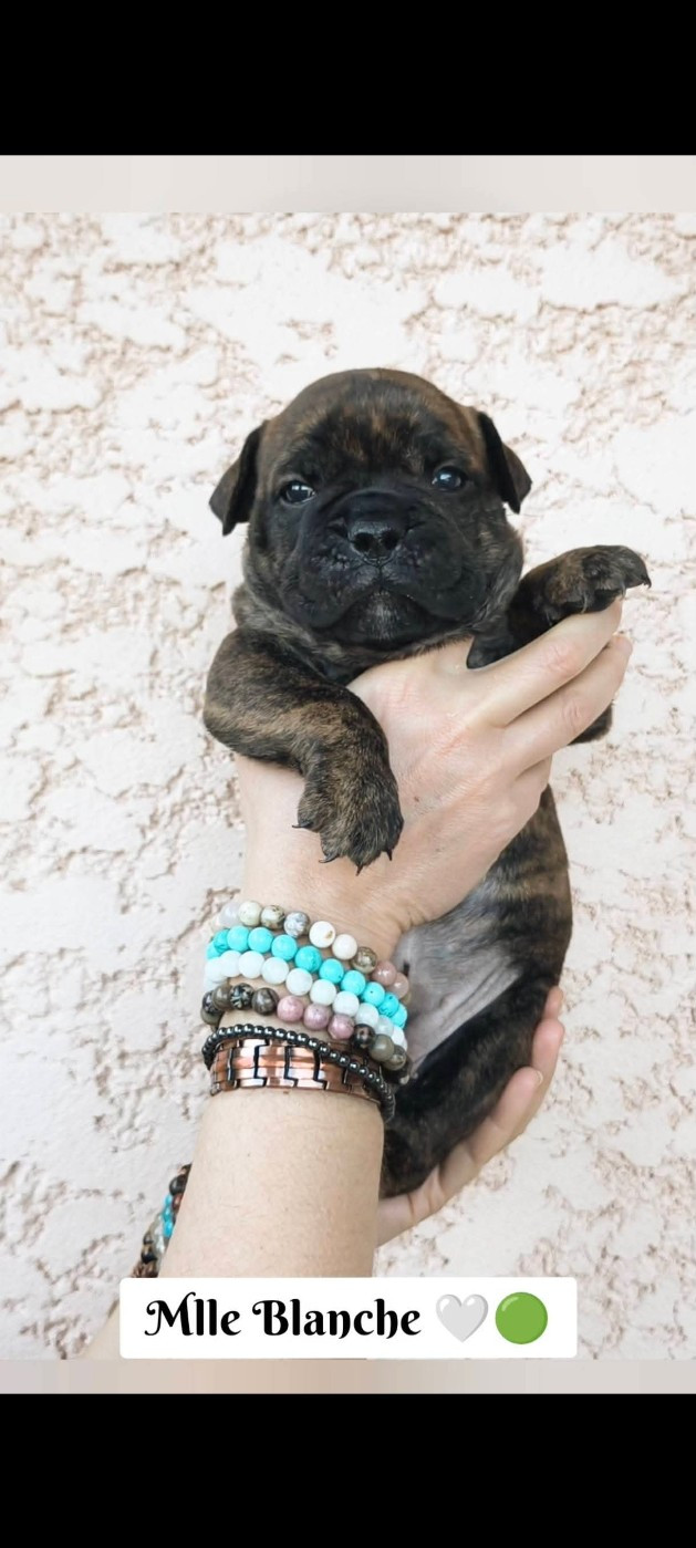 Du Val Dore D'Ourea - Chiots disponibles - Bulldog continental