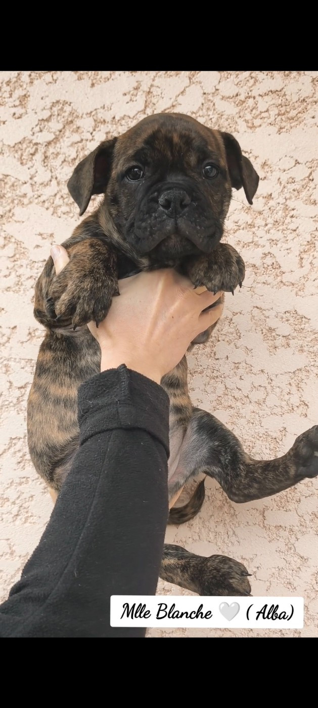 Du Val Dore D'Ourea - Chiots disponibles - Bulldog continental