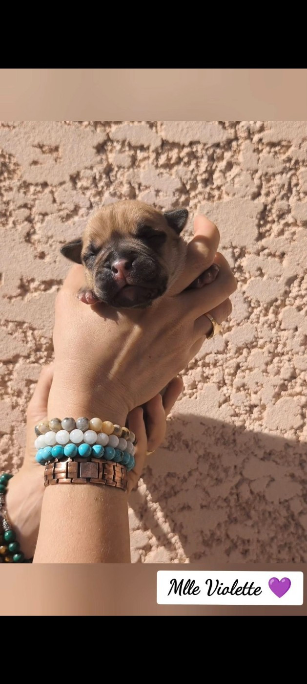 Du Val Dore D'Ourea - Chiots disponibles - Bulldog continental