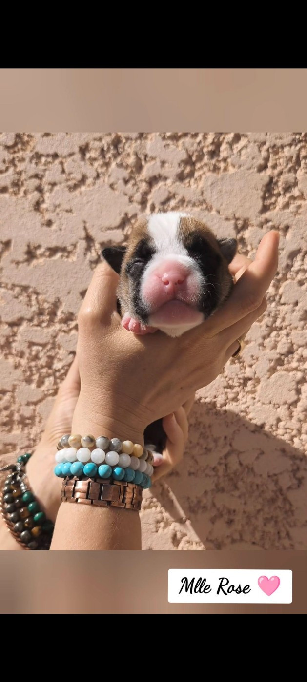 Du Val Dore D'Ourea - Chiots disponibles - Bulldog continental