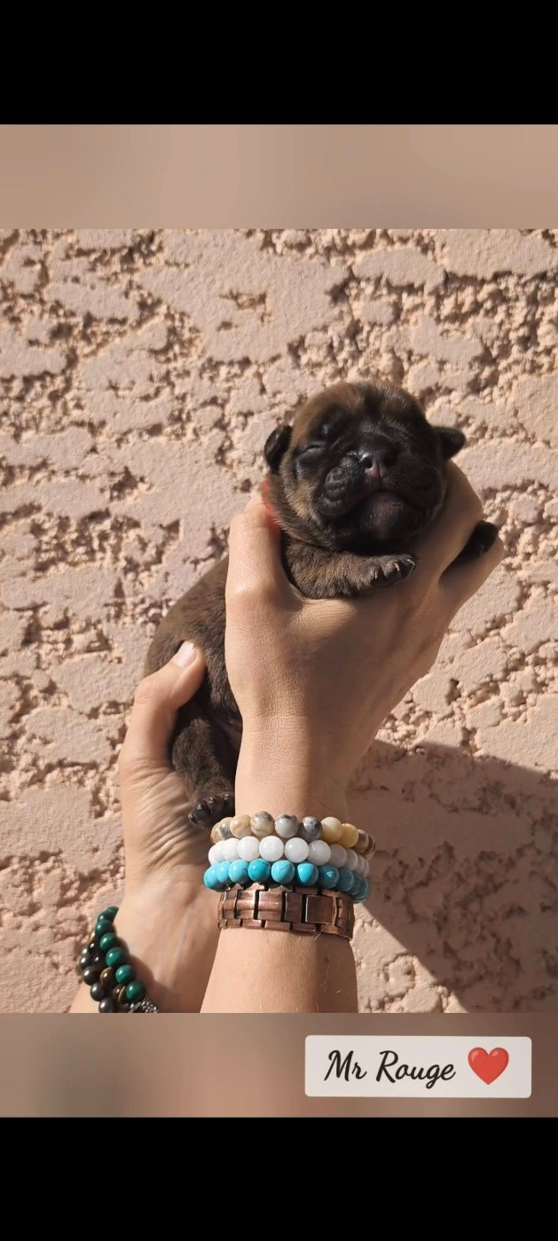 Du Val Dore D'Ourea - Chiots disponibles - Bulldog continental