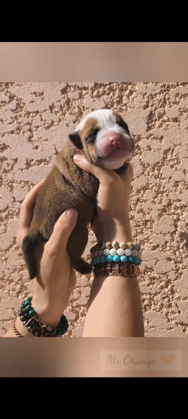 Du Val Dore D'Ourea - Chiots disponibles - Bulldog continental