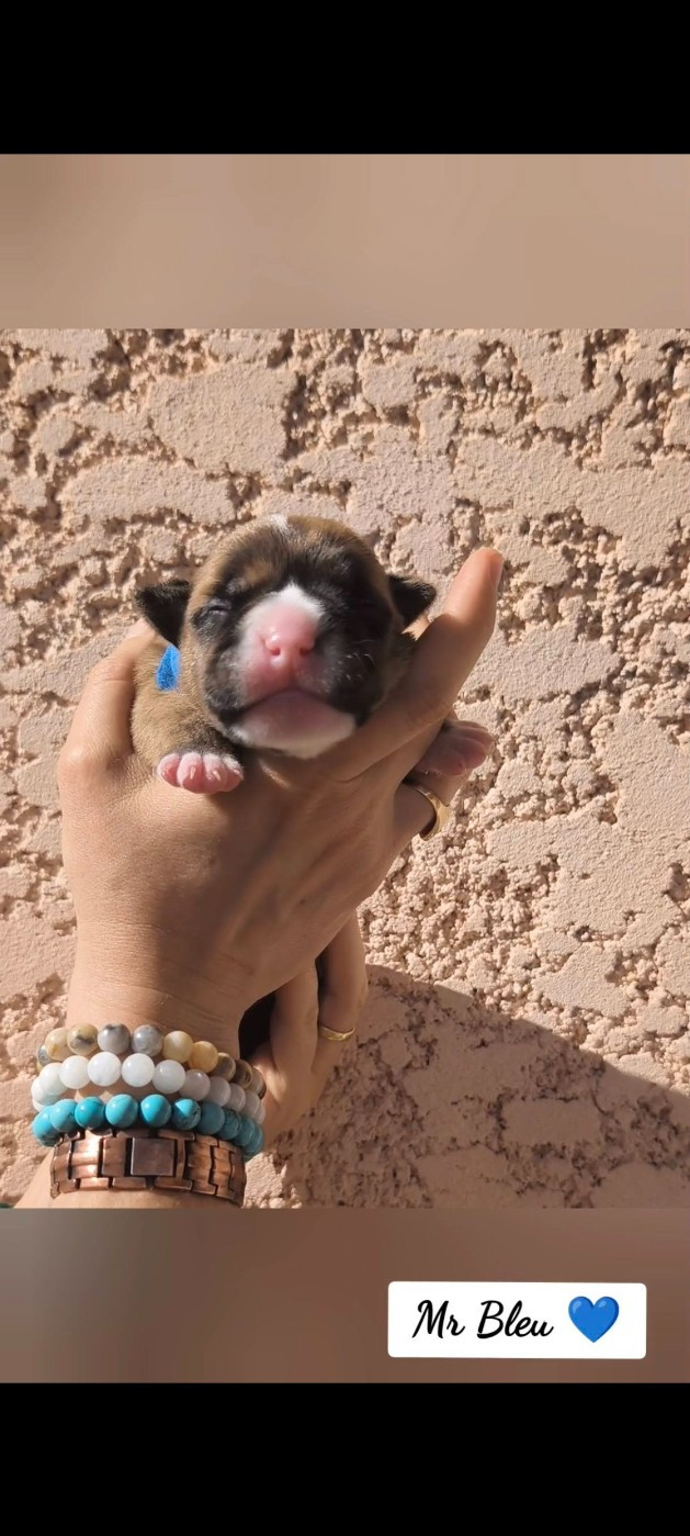 Du Val Dore D'Ourea - Chiots disponibles - Bulldog continental