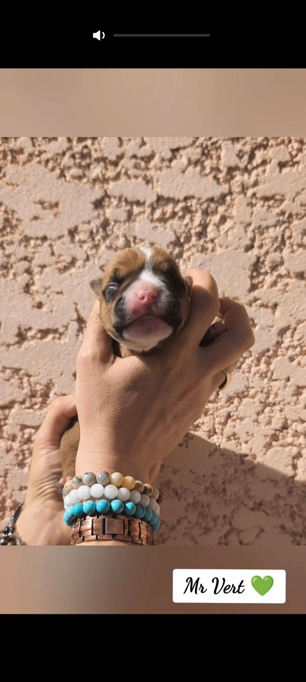 Du Val Dore D'Ourea - Chiots disponibles - Bulldog continental
