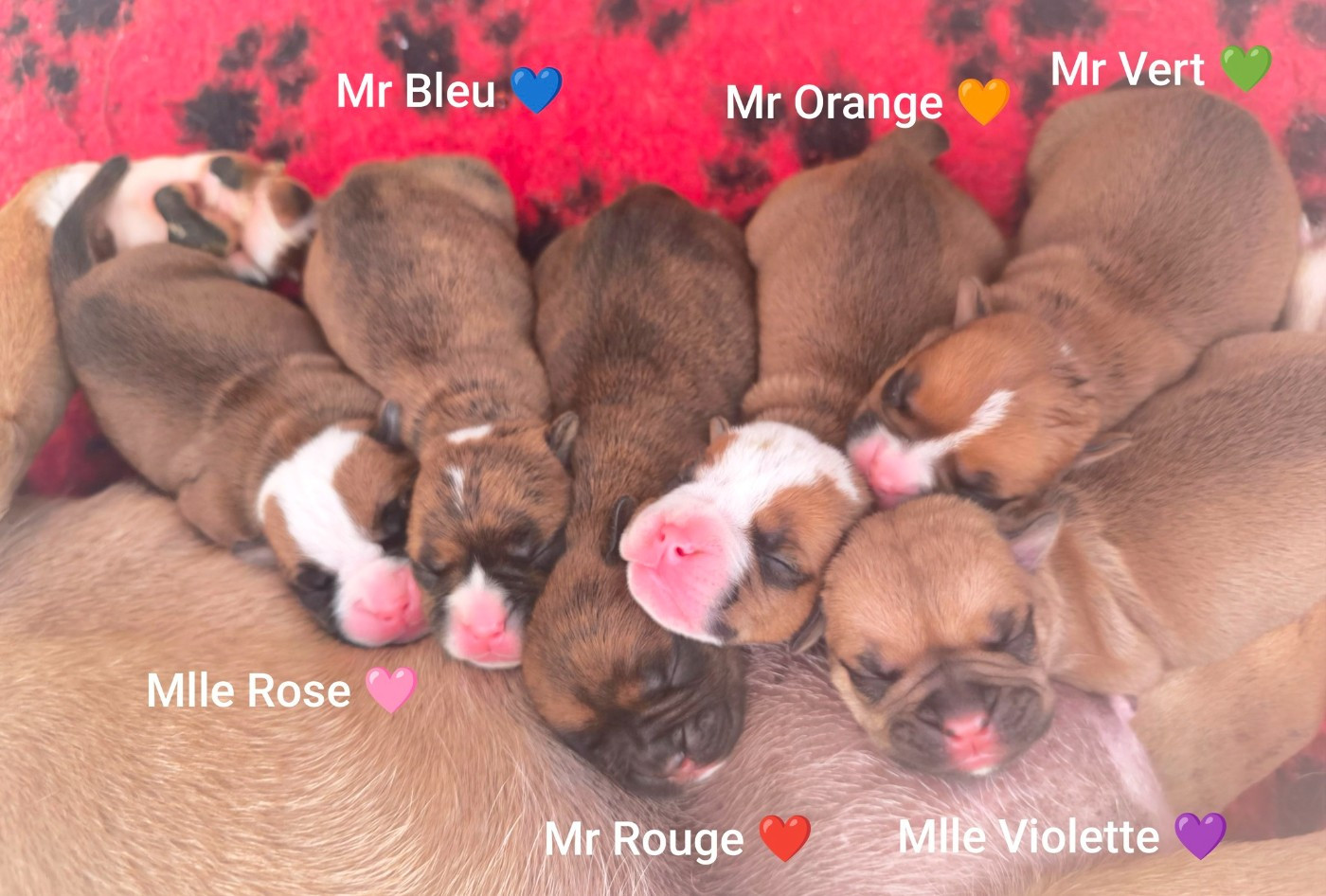 Chiot Bulldog continental Du Val Dore D'Ourea