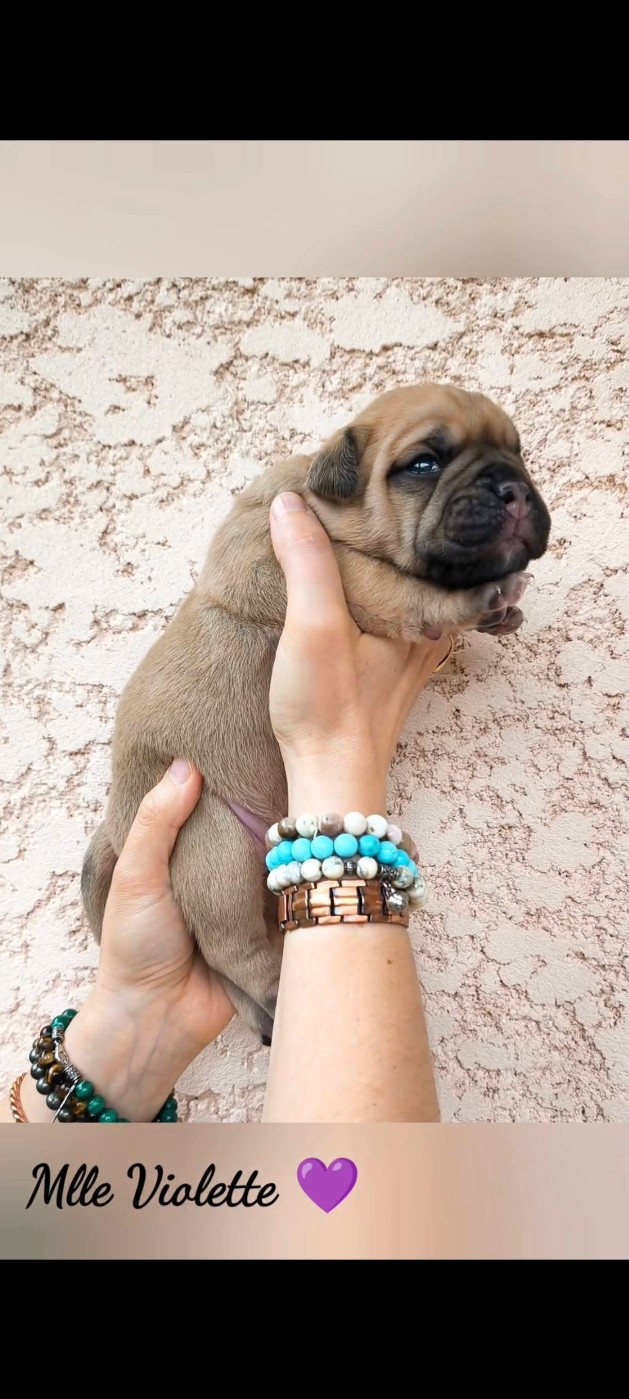 Du Val Dore D'Ourea - Chiots disponibles - Bulldog continental