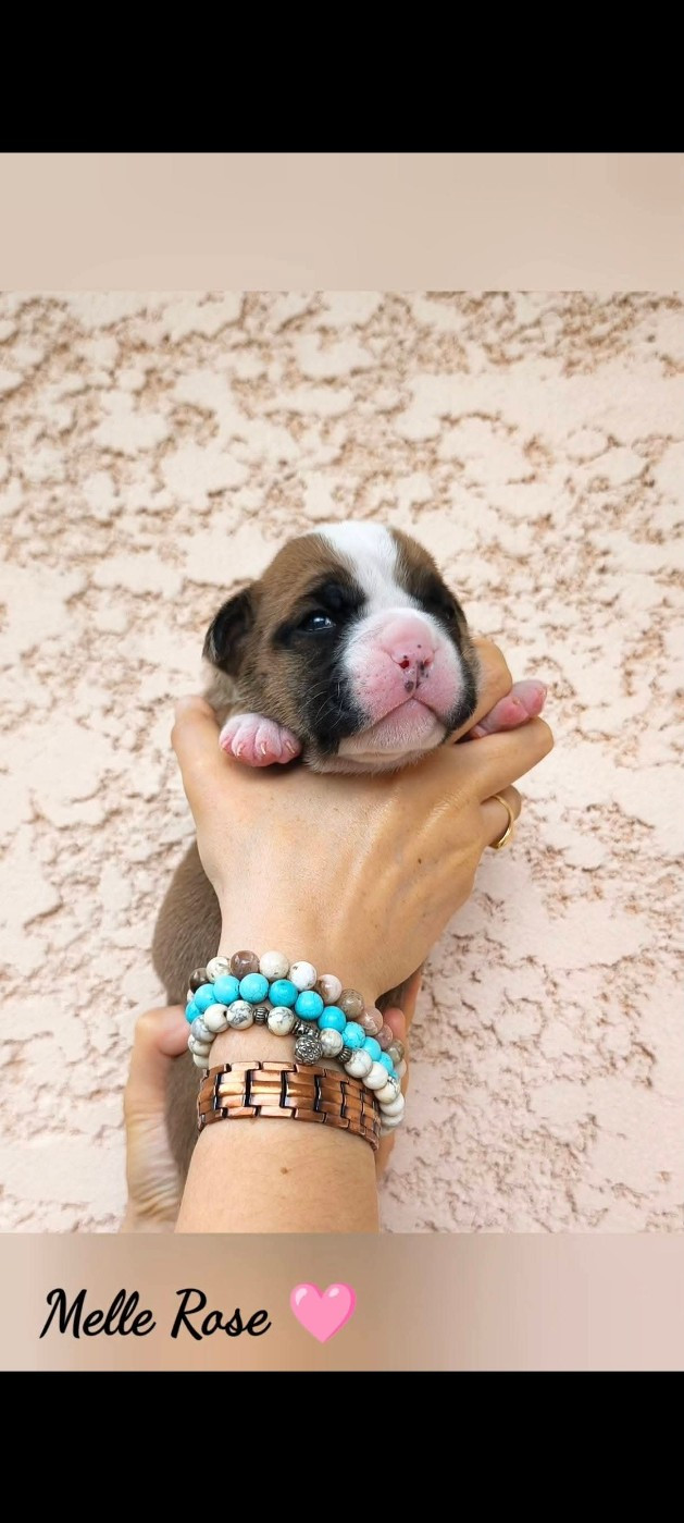 Du Val Dore D'Ourea - Chiots disponibles - Bulldog continental
