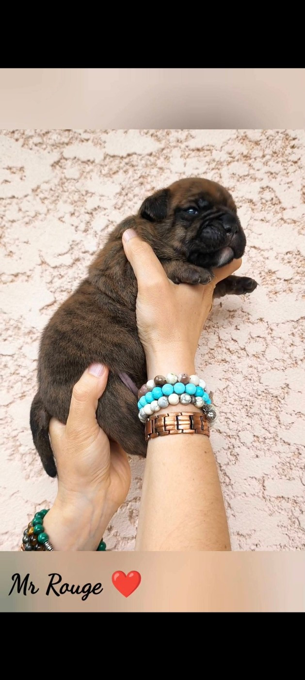 Du Val Dore D'Ourea - Chiots disponibles - Bulldog continental
