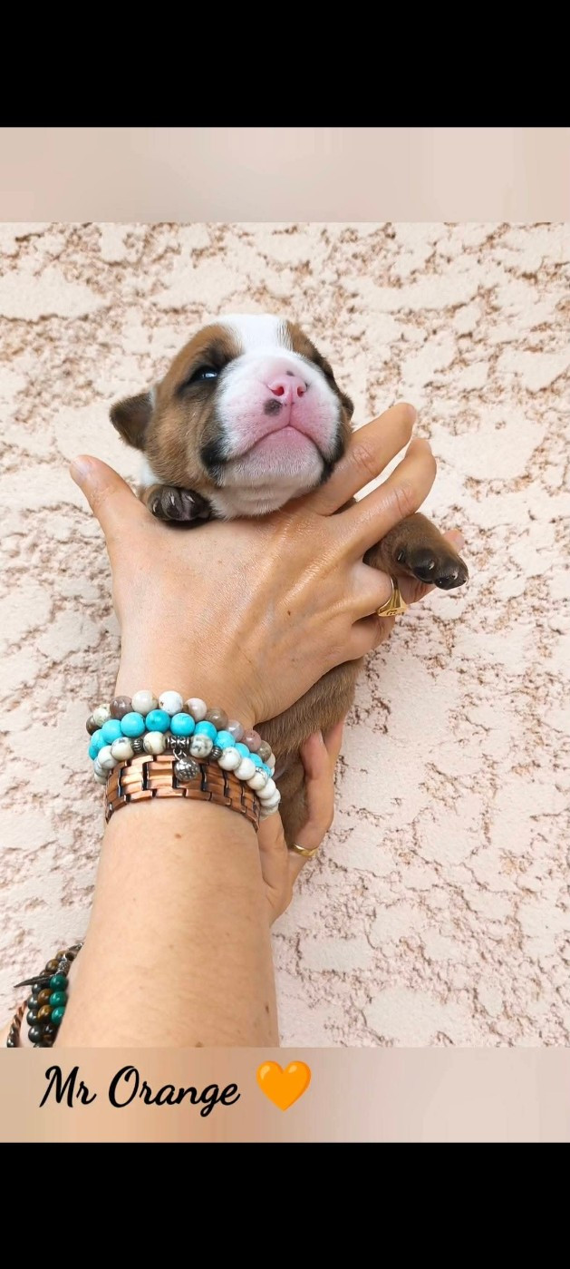 Du Val Dore D'Ourea - Chiots disponibles - Bulldog continental