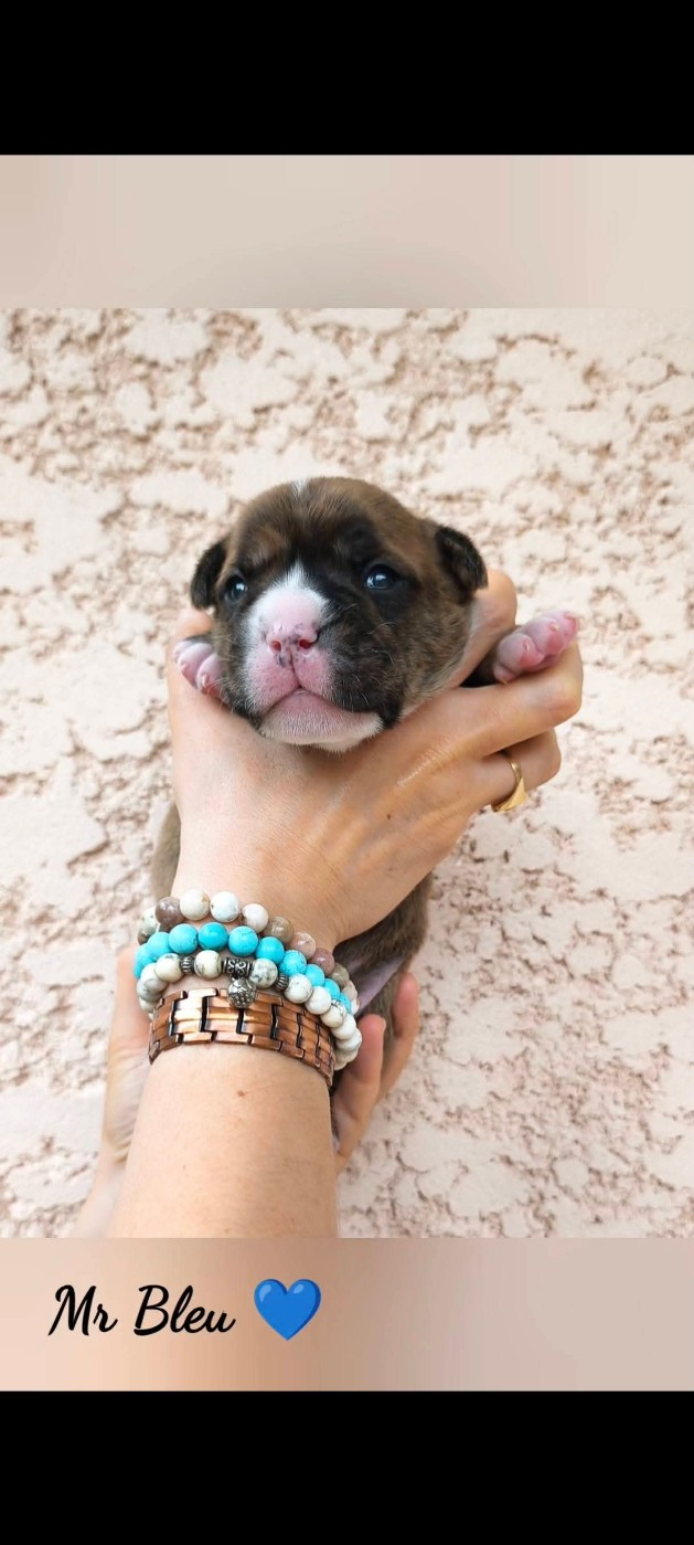 Du Val Dore D'Ourea - Chiots disponibles - Bulldog continental