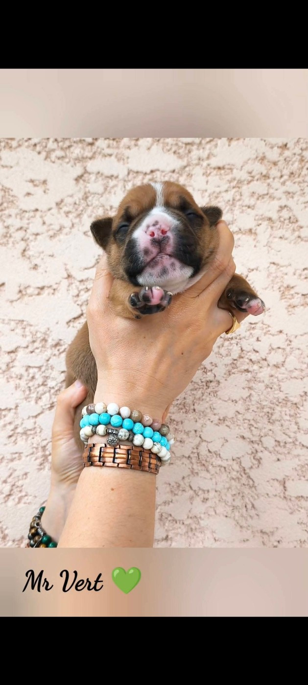 Du Val Dore D'Ourea - Chiots disponibles - Bulldog continental