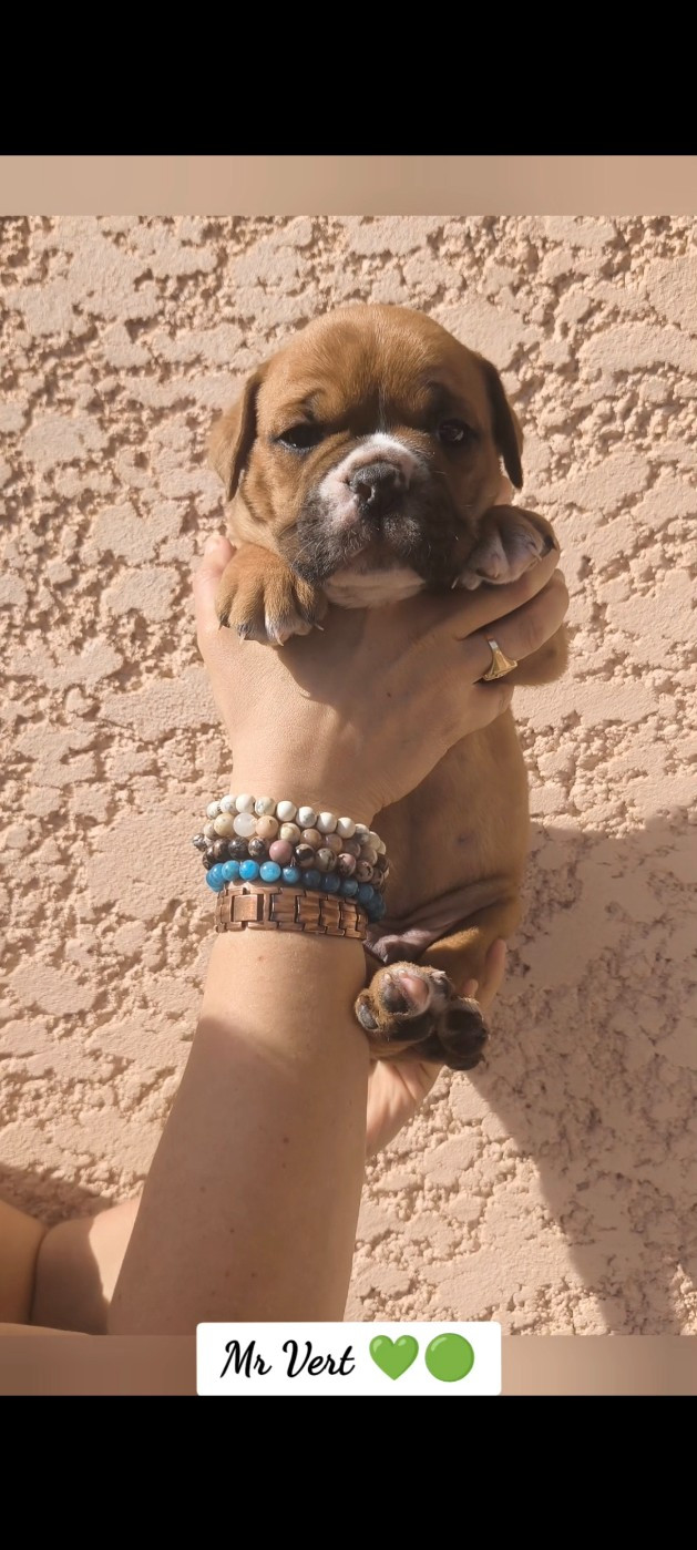 Du Val Dore D'Ourea - Chiots disponibles - Bulldog continental