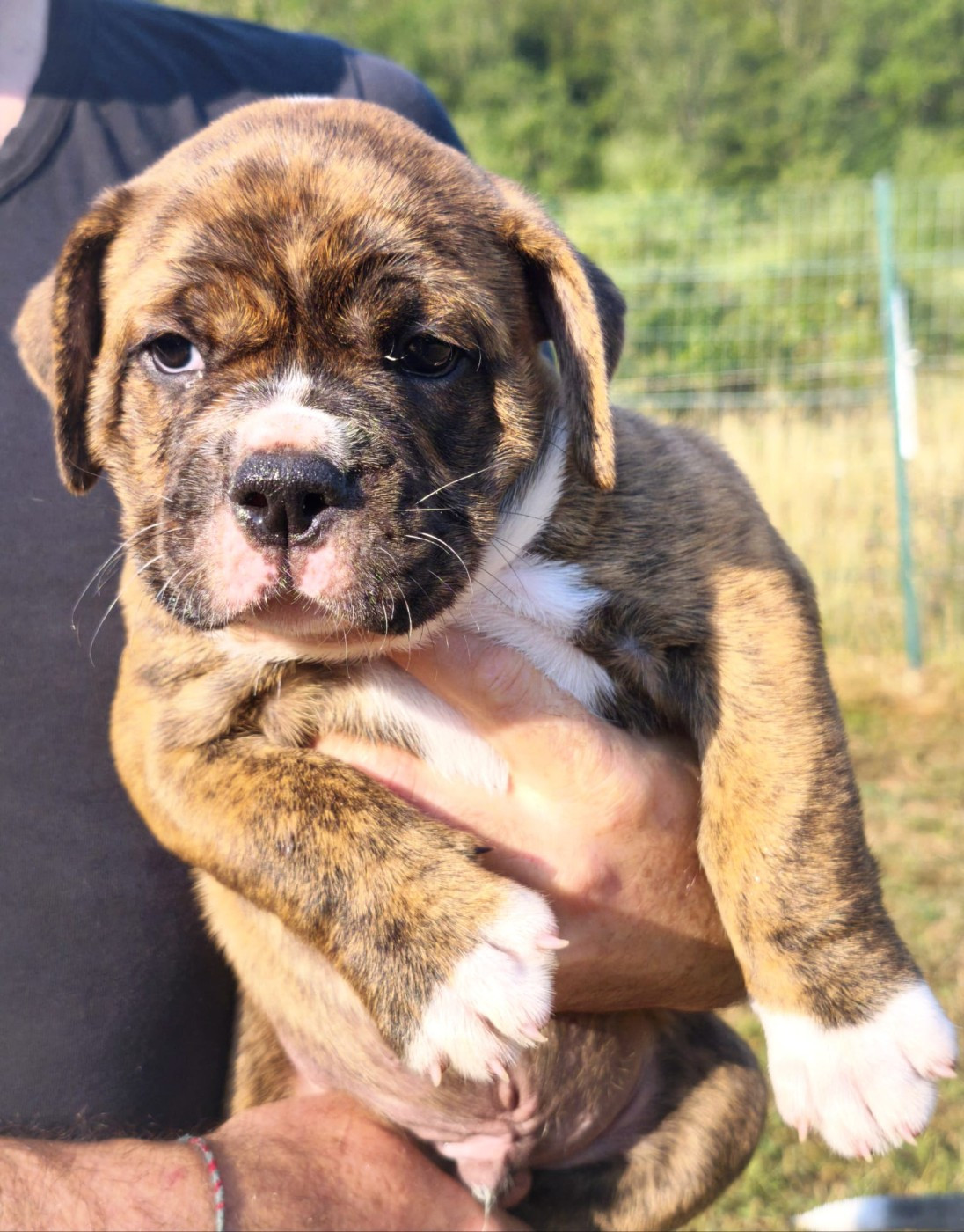 Du Val Dore D'Ourea - Chiots disponibles - Bulldog continental