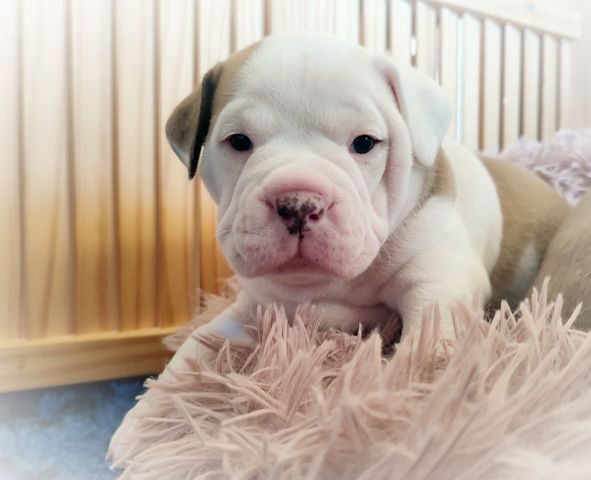 Du Val Dore D'Ourea - Bulldog continental - Portée née le 07/03/2023